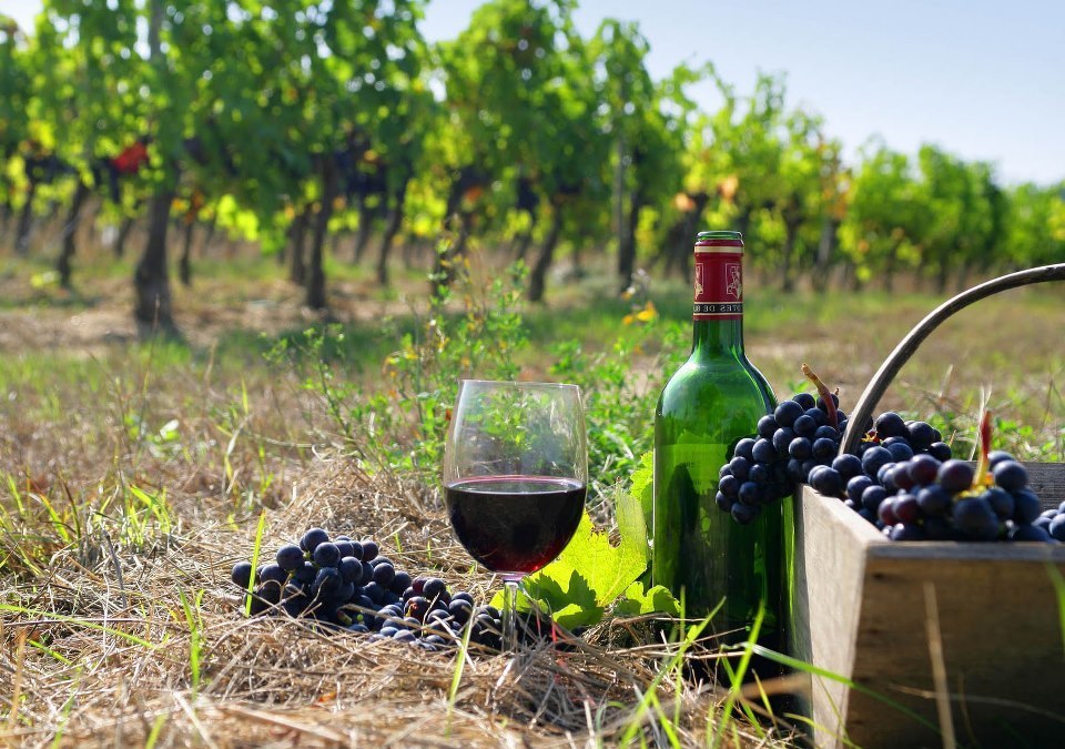 ТАСС: В Грузия отчитат увеличение на износа на вино за Русия